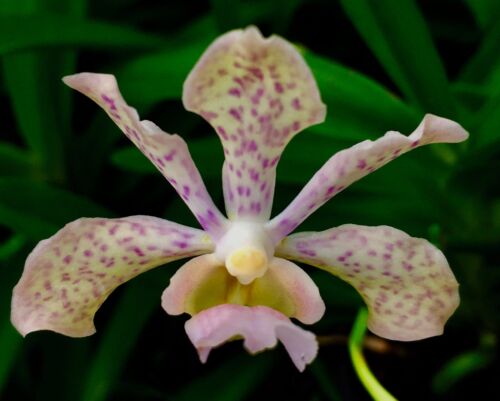 Vanda Lavender Princess parfum New blühstarke plantes orchidée orchidées 