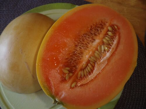 Karamellaroma /" NEUE SORTE /" Saatgut Melonen Samen Jimbee Melone Vanille