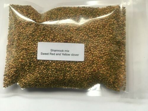 Microgreens Spicy Shamrock salad sprout seeds 2 types of clover NON GMO Organic