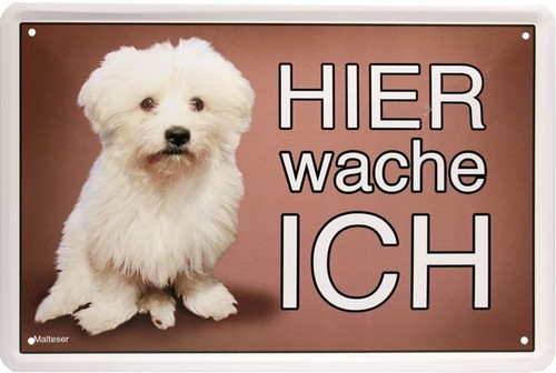 Hier wache ich Malteser Hund Dog 20x30 cm Blechschild 1566
