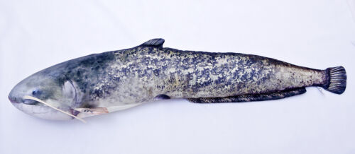 GABY DER EUROPÄISCHE WELS Stofftier 115cm Kuscheltier Kissen Fisch Plüschtier