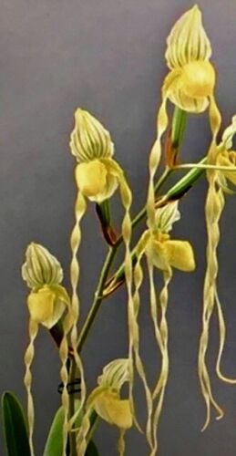 Paphiopedilum philippinense alba NEW blühstarke Pflanze Orchidee Orchideen