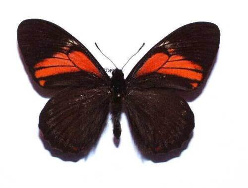 PAPILIO EUTERPINUS unmounted butterfly