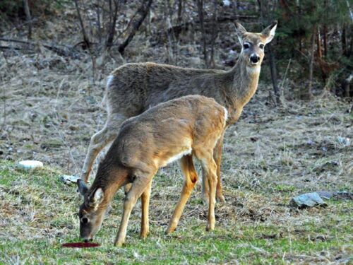 Texas Best Sweet and Salty Deer Buck Doe Attractant Lick Feed Bait 'Recipe Only' 