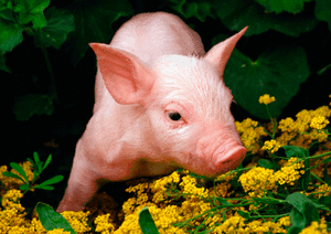 Lenticular Postcard Greeting Card 3D LUCKY LITTLE PIG