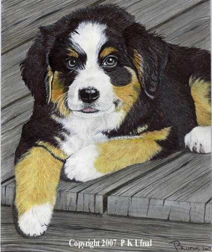 Dog Art,Pencil,Paint,Ink,Bernese Mountain Print PKUfnal