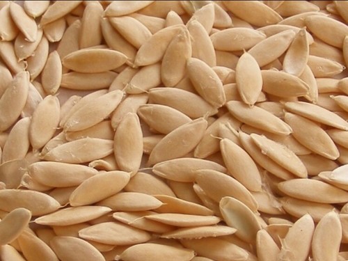 Cucumber Seed 20PCS Seeds Cucumbers Cuke Cucumis Sativus Organic Bulk Seeds