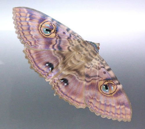 Granny Cloak Moth eyes butterfly Rare Massive Moth Premium sticker Australian
