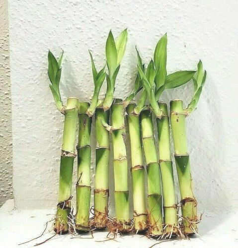 7 LUCKY BAMBOO Stalks 4" and 6" Indoor Plants Feng Shui GIFT Free Shipping 
