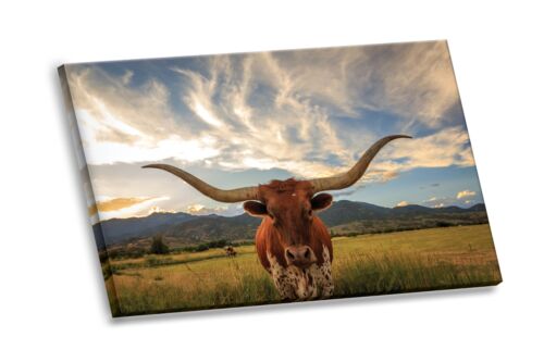 Longhorn Cattle Stare Down Grazing Pasture HD Canvas Giclee Art Print 
