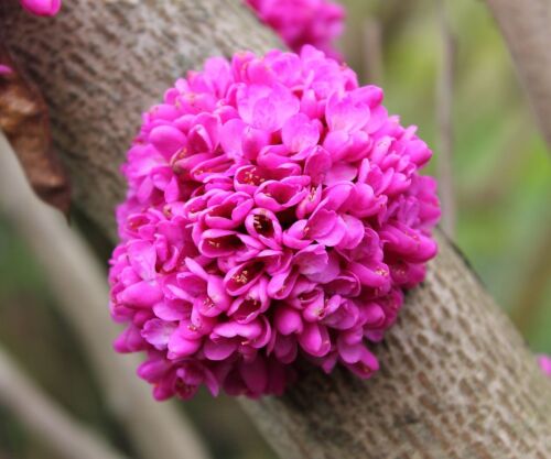 50 Seeds * * Cercis Chinensis Rare Magnificent Chinese Redbud 