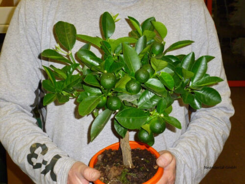 Bergamotte exotische große Pflanzen Duft für das Haus Exot essbare Zimmerpflanze