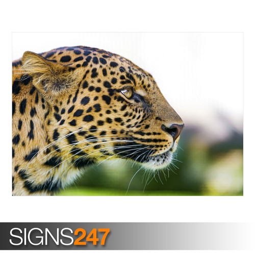 3377 Animal Poster ZOO LEOPARD Picture Poster Print Art A0 A1 A2 A3 A4