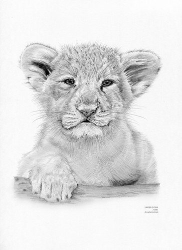 LION LIONESS LION CUB art drawing prints 2 sizes A4//A3 /& note greetings card