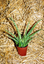 Aloe Vera Medicinal Organic Su Plant 10-12cm Tall Natural Leafs Evergreen Tree