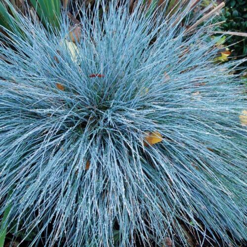 BLUE FESCUE seeds Fesnea Glauca Ornamental Grass Seeds USA Seller 10,000 