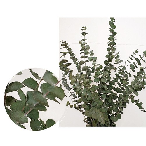 10Pcs Dried Nature Eucalyptus Branches Leaves Flower Arrangement Decor