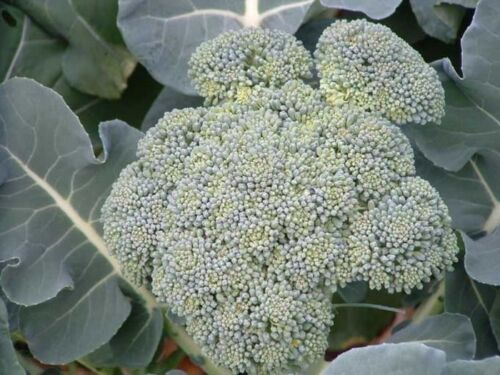 Waltham 29 Broccoli Seed 3gr to 4oz Italian Heirloom Garden Vegetable Seeds