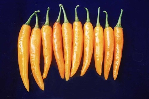 SEEDS OF BEST YELLOW THAI CHILI PEPPER HOT COOKING VEGETABLE