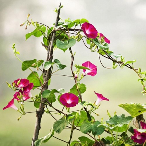 200PCS Mixed Colors Hanging Petunia Flower Seeds Balcony Bonsai-Calibrachoa New