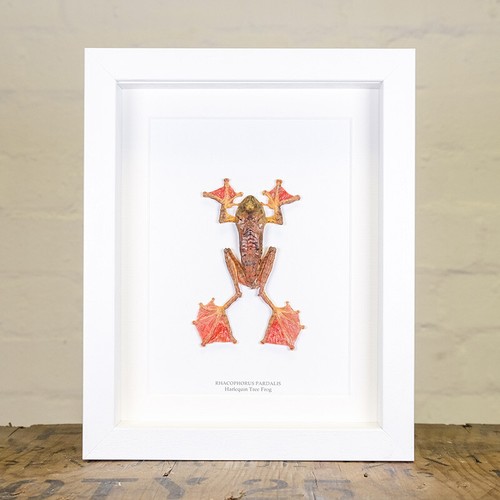 Rhacophorus pardalis Taxidermy Harlequin Tree Frog in Box Frame
