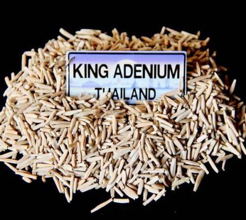 ADENIUM OBESUM DESERT ROSE /" DOUBLE KING EMERALD /" 100 SEEDS FRESH RARE HYBRID
