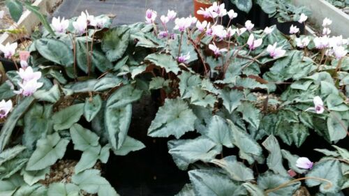 Cyclamen hederifolium silver leaf forms 40 seeds 2020 mixed flower colours 