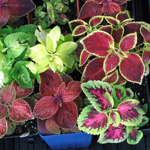 RAINBOW MIX Annual 50 Seeds Coleus Seeds Great as Container Plant