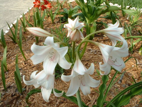 African Queen NEW Crinum Lily blooming-size bulb jumbo