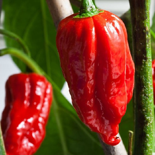PACK COMBO fantasma Pepper Carolina Reaper Trinidad Scorpion Hot Chili Seed