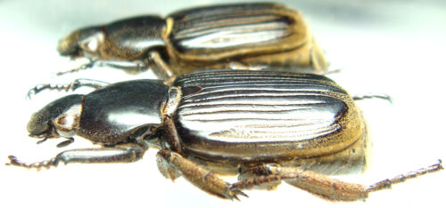 - Cameroon Mysterious Flat SCARAB Insect Pair 33mm ....!!
