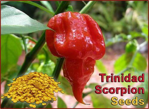 50 Seeds To Grow Scorpion Plants High Germination Rate Scorpion Pepper Seeds 