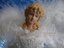 Silver Gown /& LED Fiber Optics UL1071 12/" Lighted Angel Tree Topper w White