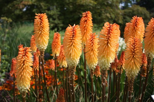 Kniphofia Tawny King pot 1 litre