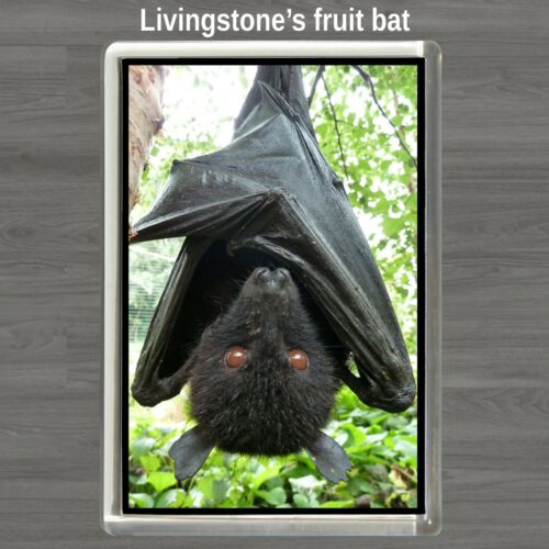 9cm x 6cm Zoo Xmas Gift Livingstone's Fruit Bat Fridge Magnet JUMBO SIZE 