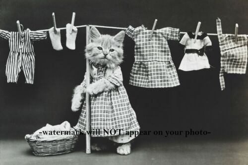 Vintage Kitty Cat Doing Laundry PHOTO Funny 1914 Kitten Wash Day Pic 