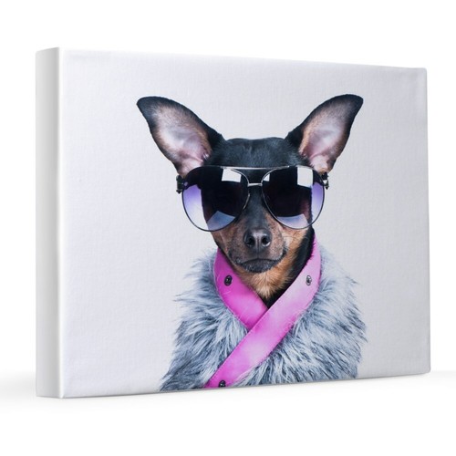 451554840 CafePress Star Chihuahua 8x10 Canvas Print
