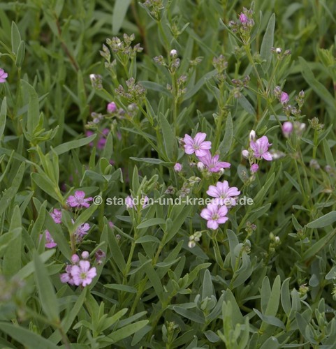 Gypsophila REPENS /"traduction roses/" dans la 9 Cmtopf Rosa Coussin-Voile Herbe plante