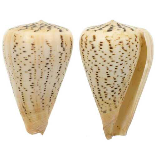Taille 8 à 10 cm Coquillage conus suratensis
