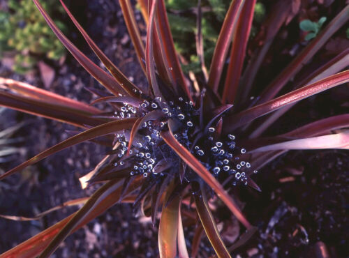 Phormium Bronze Baby New Zealand Flax in 9cm Pot Beautiful Red-Bronze Colour 