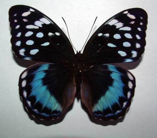 unmounted butterfly LEXIAS SATRAPES AMLANA
