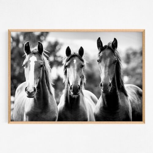 Black & White Horse Animal Art Large Print Perfect for Home Decor 