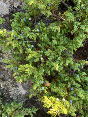Juniperus horizontalis Creeping juniper 100 fresh seed Genèvrier rampant
