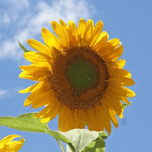 1 Lb Grey Stripe Sunflower Wildflower Seeds Everwilde Farms Mylar Seed Packet