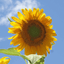 1 Lb Grey Stripe Sunflower Wildflower Seeds Everwilde Farms Mylar Seed Packet