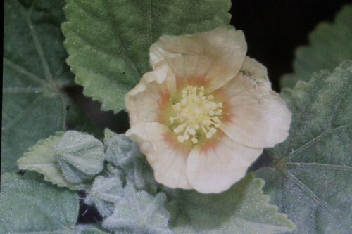 5 Samen Sidakraut,Sida cordifolia#591