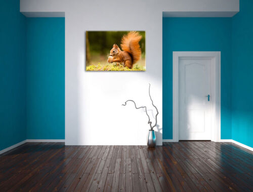 Eichhörnchen mit Nuss  Leinwandbild Wanddeko Kunstdruck 