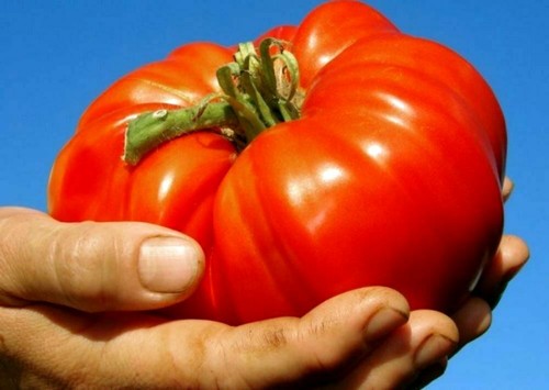 100 Pcs Seeds Giant Tomato Beefsteak Heirloom Organic Fresh Vegetables Garden
