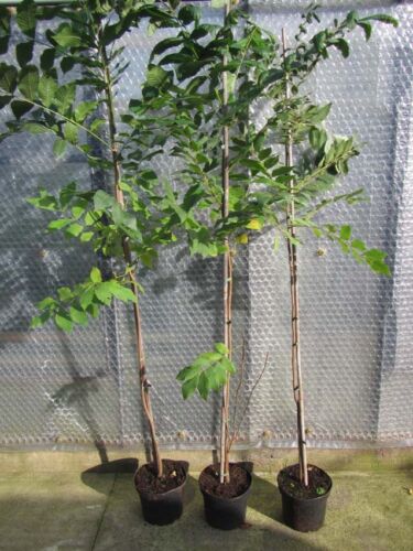Carya illinoi.'Shawnee' Pekannuss Baum  winterharte Pflanze 140-170cm veredelt 