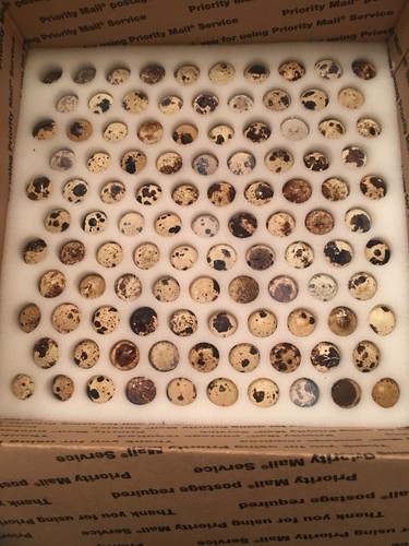 Quail eggs 90 Jumbo Brown coturnix quail hatching eggs